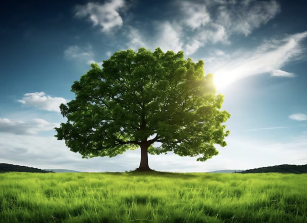 Árbol